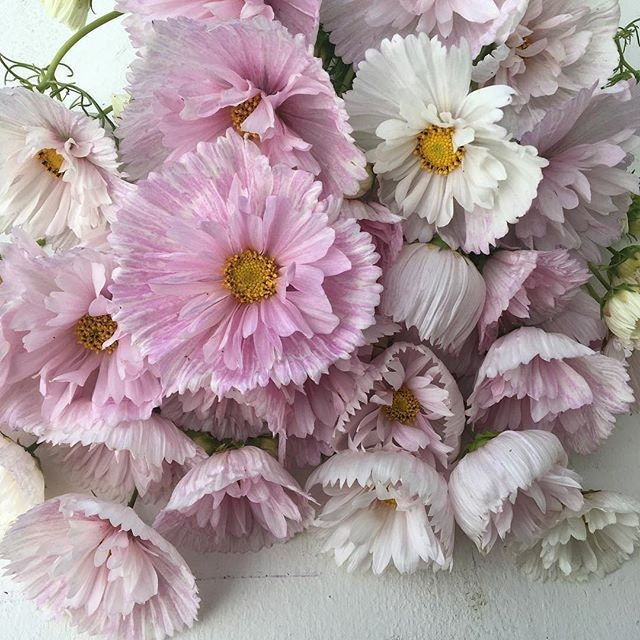 Cupcakes and Saucers Mix Cosmos Seeds - Drought Tolerant, 50+ seeds