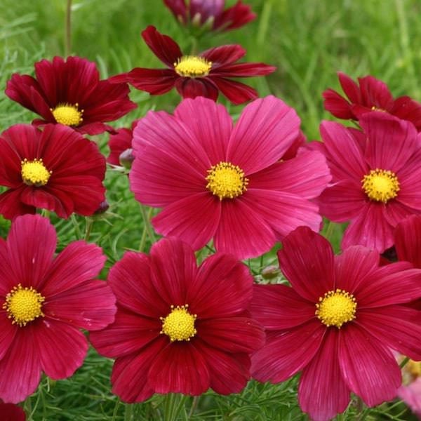50+ Seeds| Rubenza' Cosmos Seeds Flower Seeds For Planting  #L010