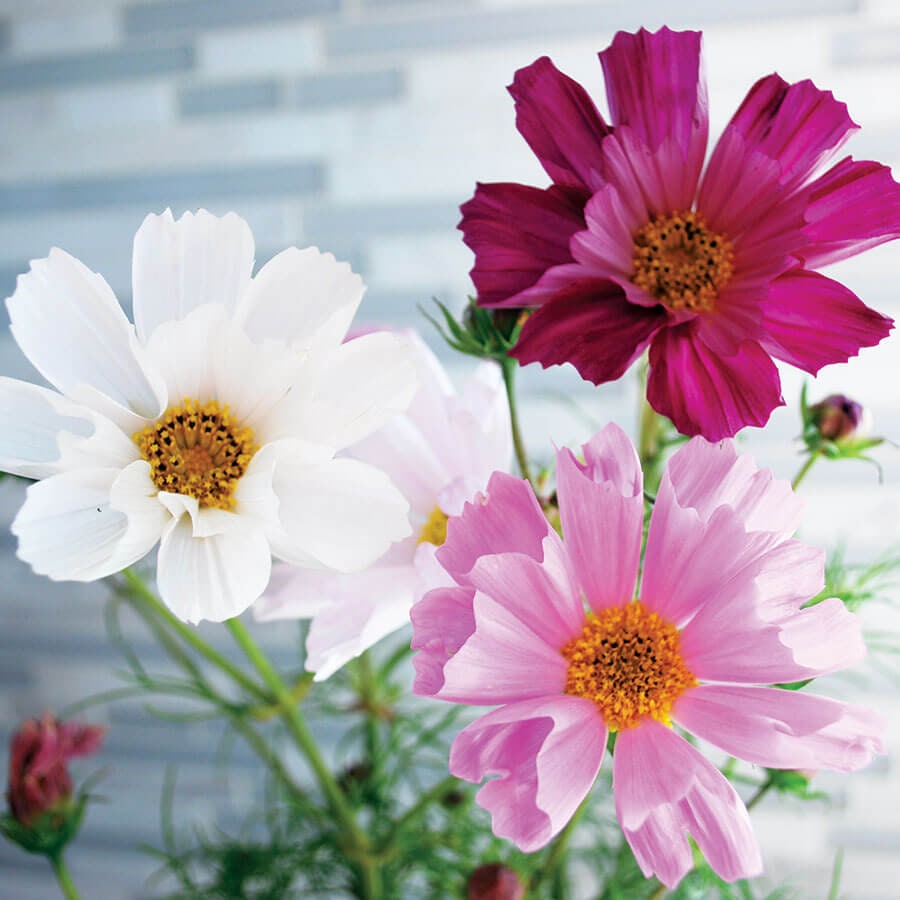 Seashells Mix Cosmos Seeds - Drought Tolerant, Cut Flower, 50+ seeds