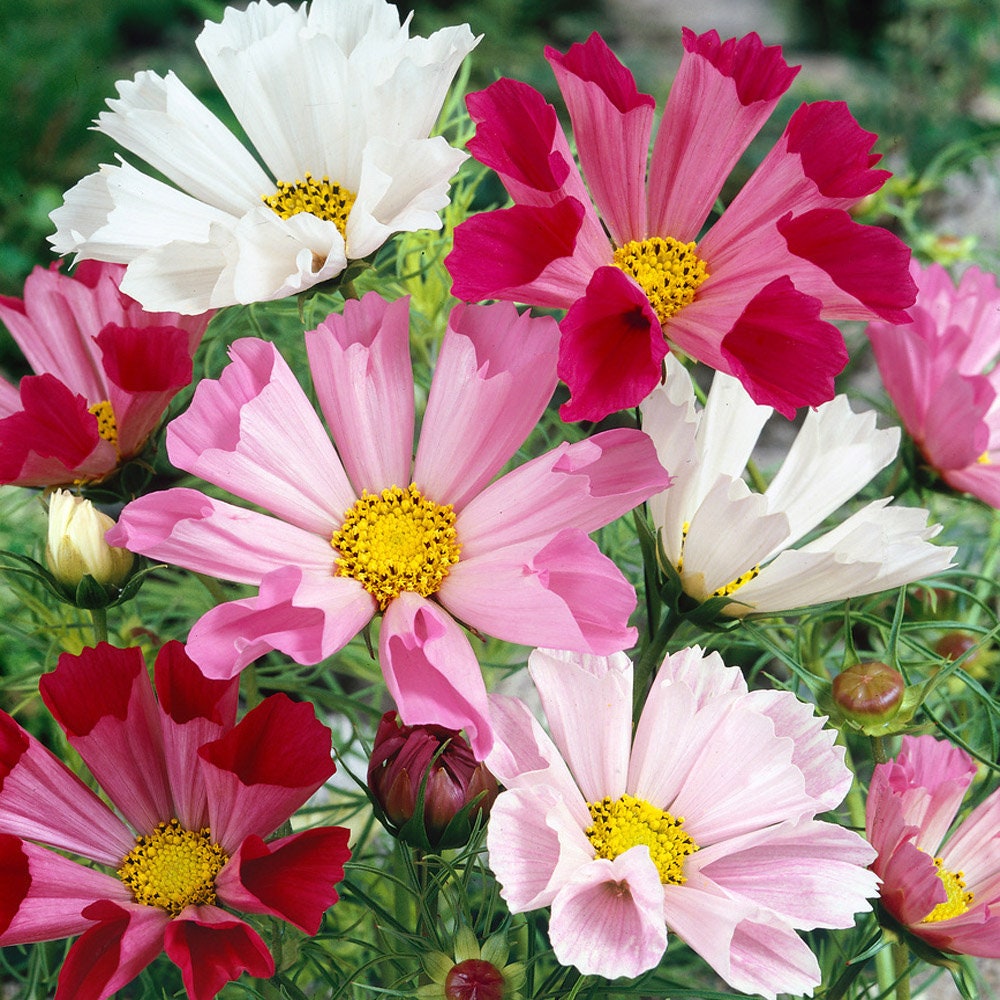 Seashells Mix Cosmos Seeds - Drought Tolerant, Cut Flower, 50+ seeds
