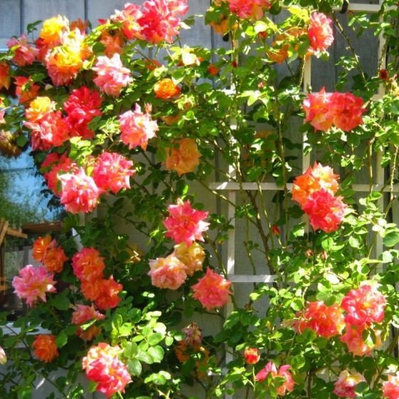 30 Seeds| Climbing Joseph's Coat Rose Bush Flower Seeds -  Pink and Orange Colored Fragrant Rose Seeds#1053