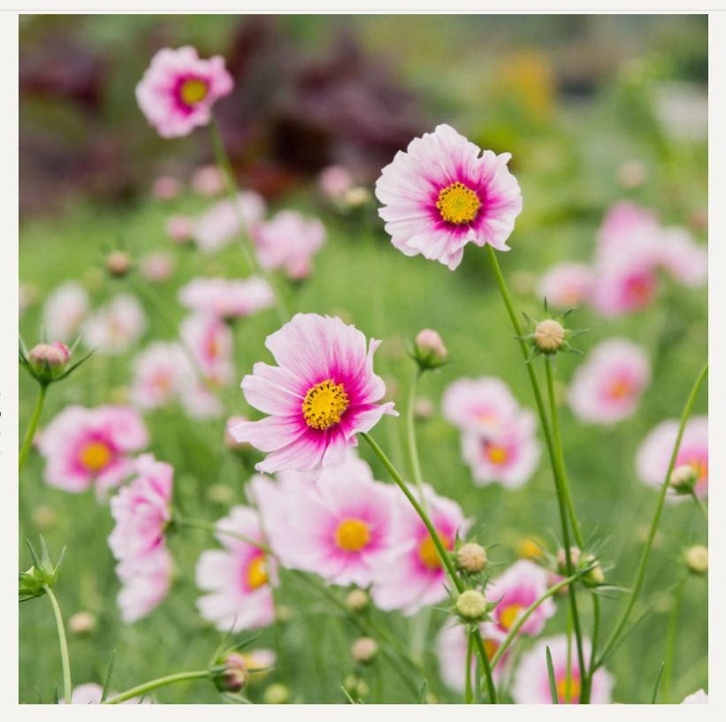 Daydream Cosmos Seeds - Drought Tolerant, Cut Flower, 50+ seeds