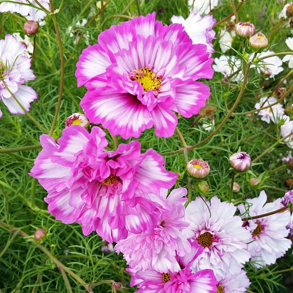 Double Click Bicolor Violet Cosmos Seeds - Drought Tolerant, 50+ seeds