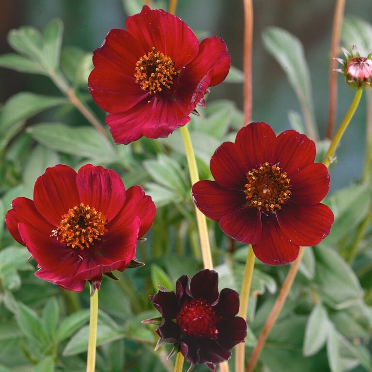 Futaba Rare Chocolate Cosmos Seeds - Drought Tolerant, 50+ seeds