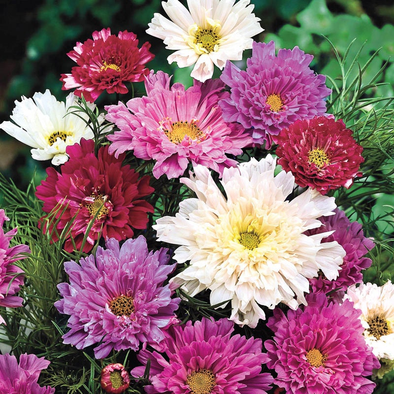 Double Click Bicolor Violet Cosmos Seeds - Drought Tolerant, 50+ seeds
