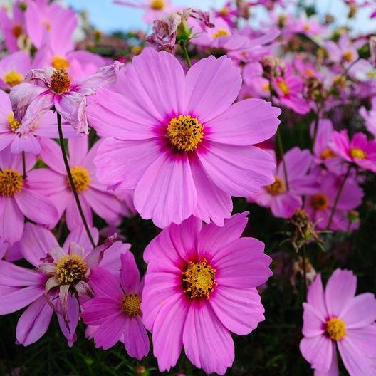 Rose (Dwarf Early) Cosmos Seeds - Drought Tolerant, 50+ seeds