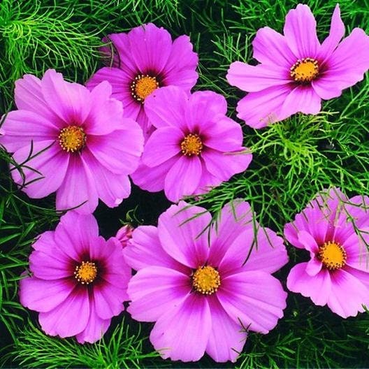 Rose (Dwarf Early) Cosmos Seeds - Drought Tolerant, 50+ seeds
