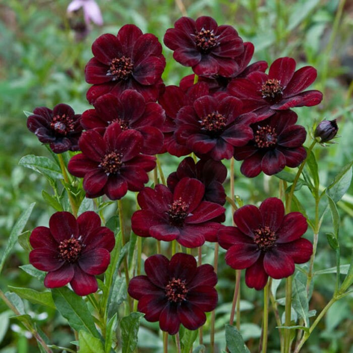 Futaba Rare Chocolate Cosmos Seeds - Drought Tolerant, 50+ seeds