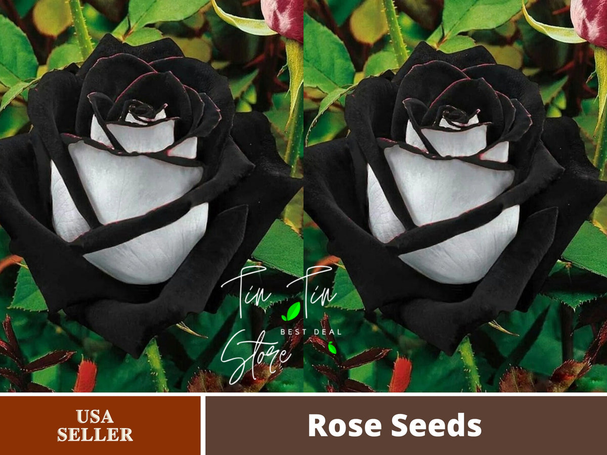 Black Heart White Rose Flower Seeds, 30 seeds