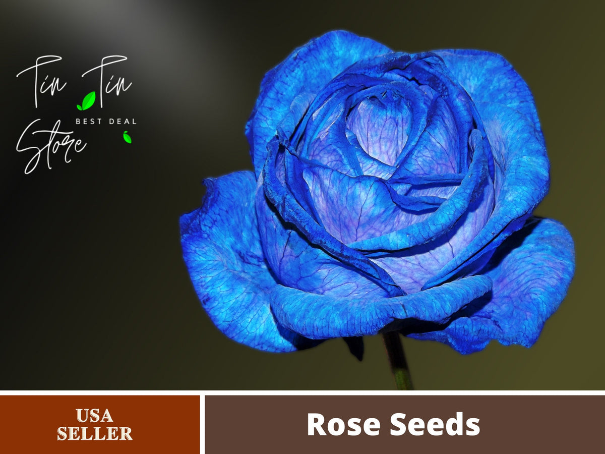Light Blue Rose Seeds, 30 seeds