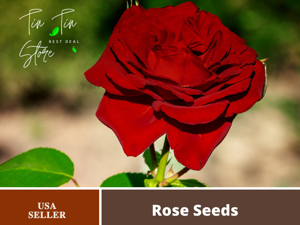 30 Rare Seeds| Mr. Lincoln Hybrid Tea Rose #1055