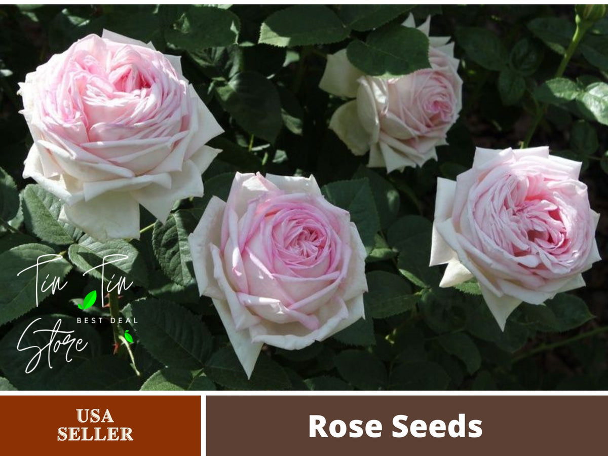 30 Rare Seeds|  Amazing Grace Shrub Rose Seeds#1036