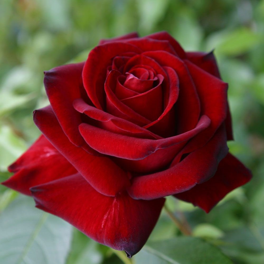 Black Magic Hybrid Tea Rose Flower Seeds, 30+ seeds