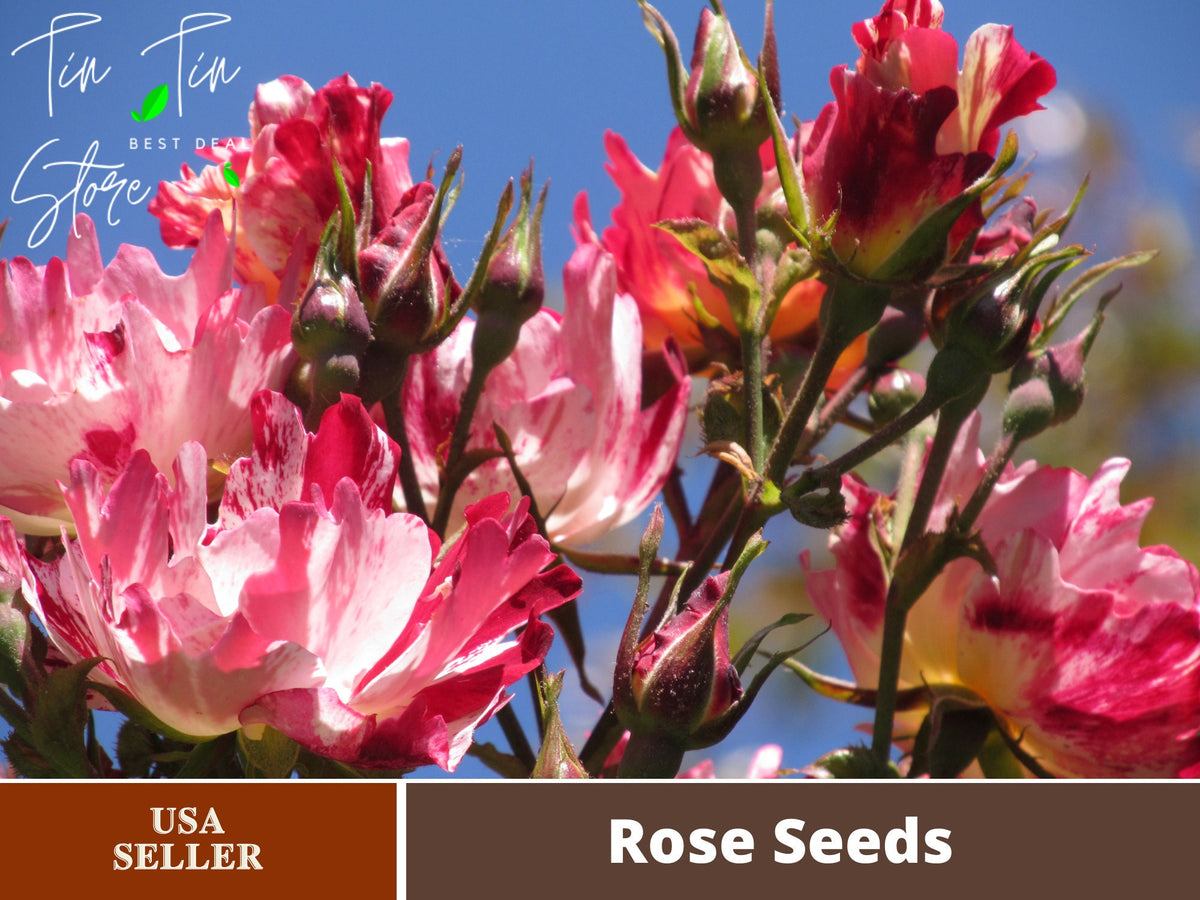 30 Rare Seeds-Scentimental rose seeds  #1138