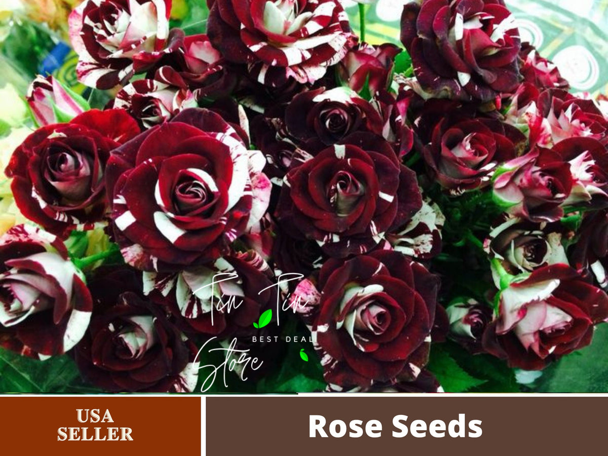30 Rare Seeds-Black Dragon Rose Seed For Planting #1069