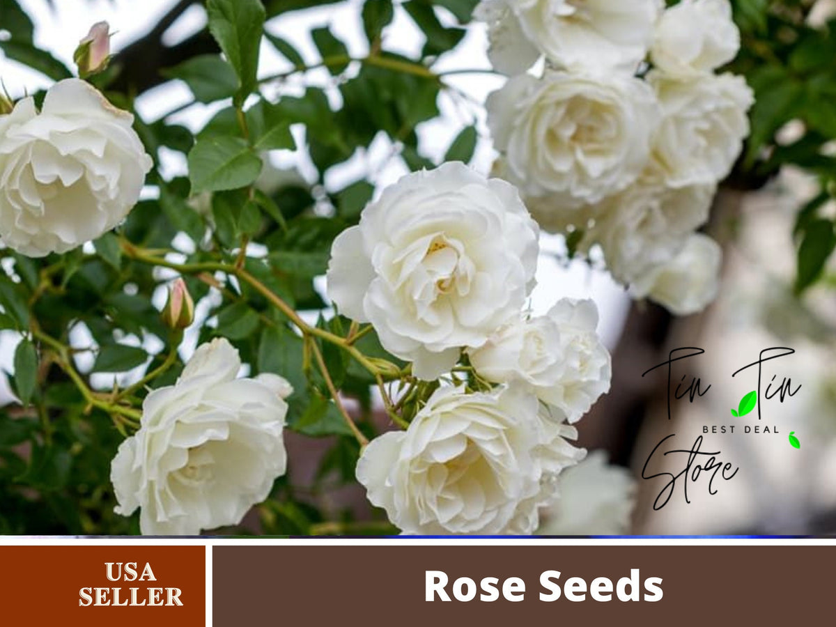 30 Rare seed-White Climbing Rose Seed #1100