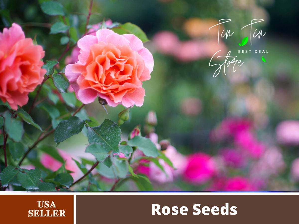 Sunset Glow Rose Seeds, 30 seeds
