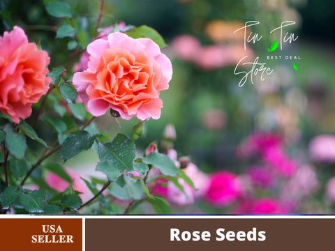 30 Rare seed- Sunset Glow Rose Seed Flower Seeds #1098
