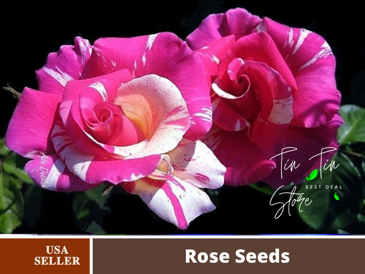 30 Rare seed-Candyland Rose Seed Pink White Rare-#1099