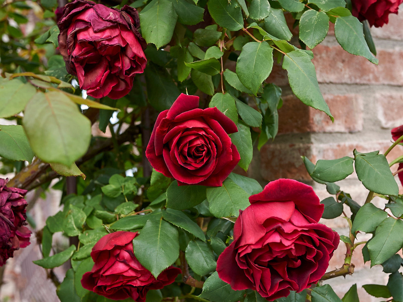 climbing rose seed 30 Rare Seed