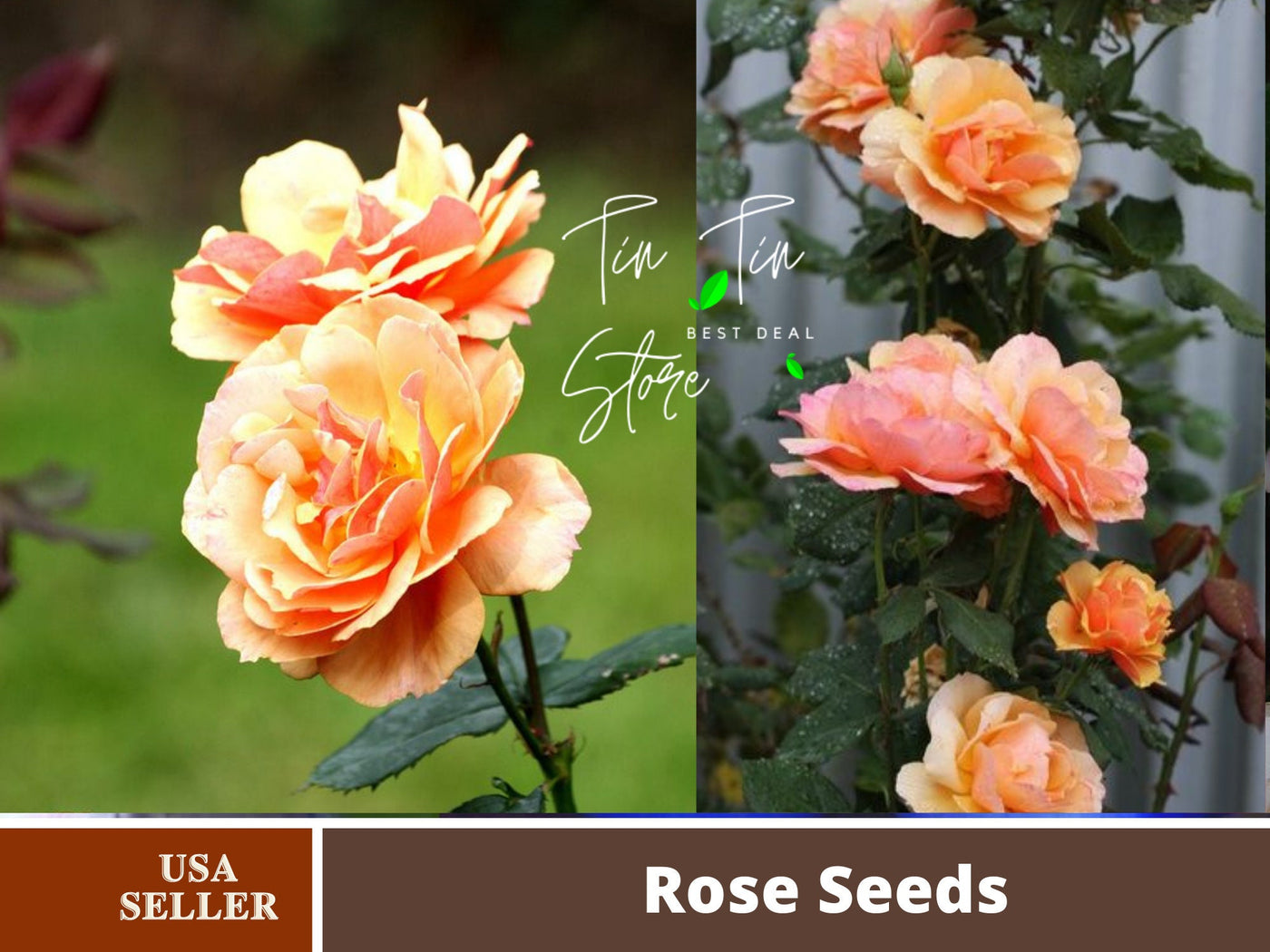 rare plant seeds for sale 30 Rare Seeds| About Face Rosa Grandiflora rose Seeds #1109