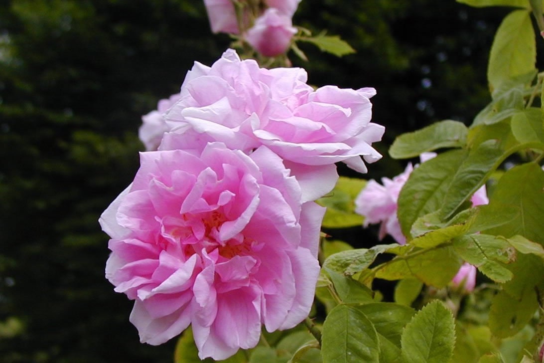 damask rose seeds 30 Rare Seeds| Rose Damascena Hybrid, Fresh Exotic Pink Rose#1125