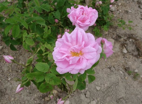 30 Rare Seeds| Rose Damascena Hybrid, Fresh Exotic Pink Rose#1125
