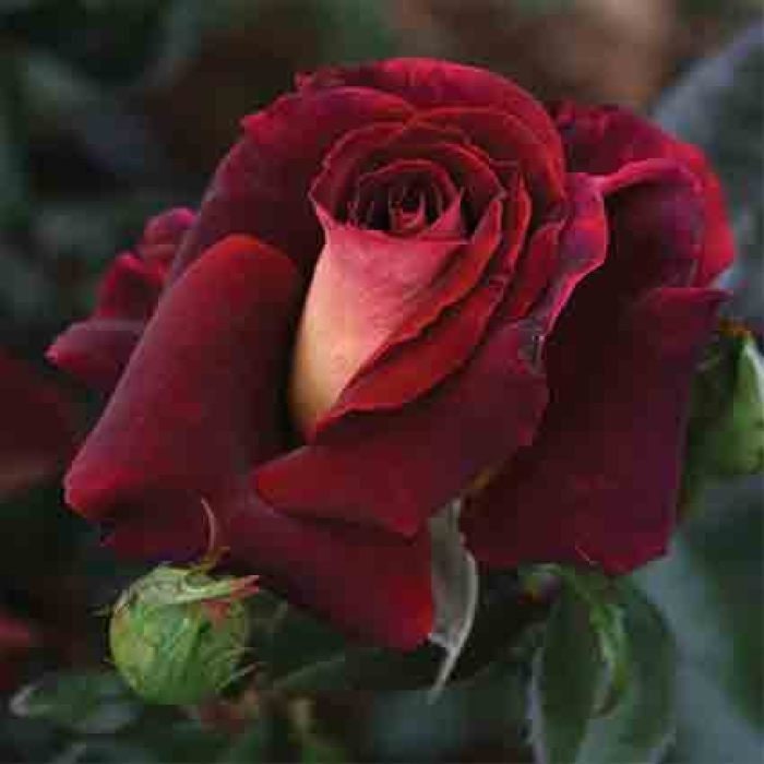 Black Night Hybrid Tea Rose Flower Seeds, 30 seeds