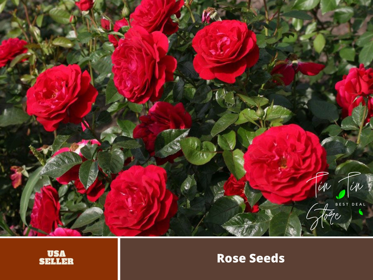 Bordaux Rose Seeds, 30 seeds