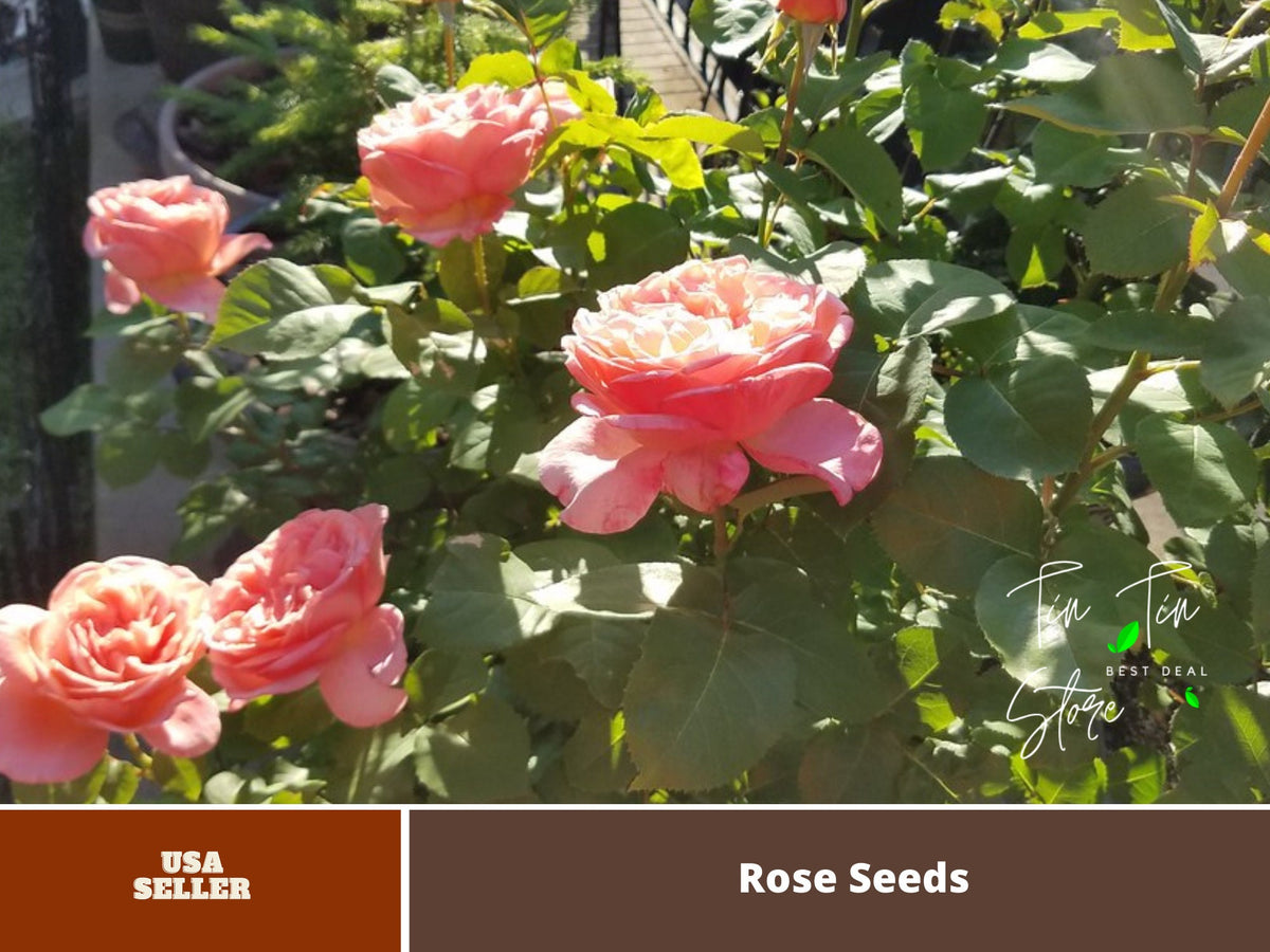 Sweet Mademoiselle Hybrid Rose Seeds, 30 seeds