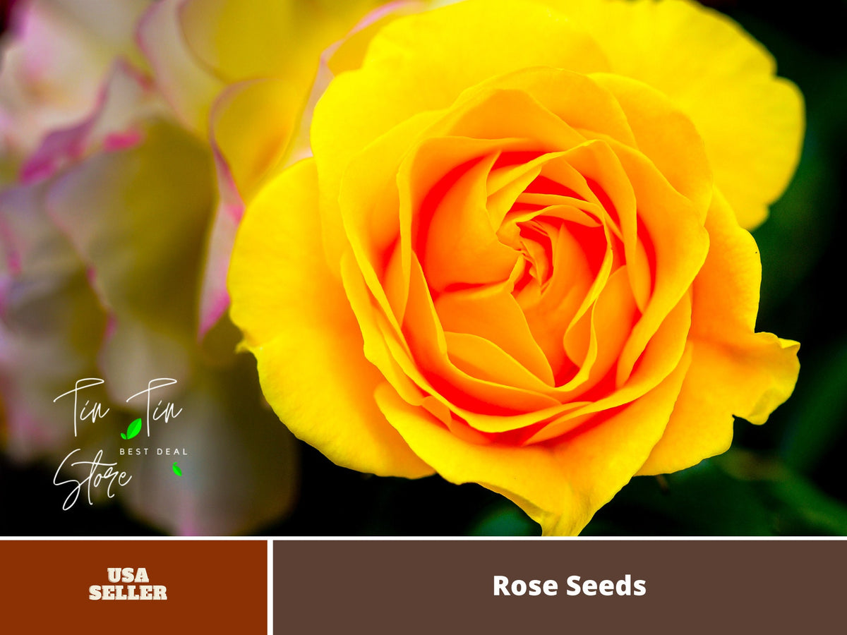 Julia Child Rosa Floribunda Rose Seeds, 30 seeds
