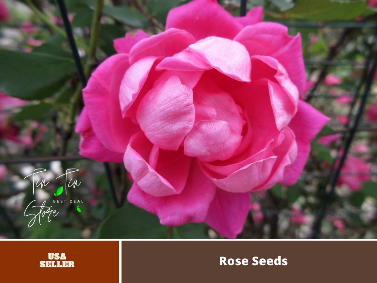 Pretty Lady Rose Seeds, 30 seeds
