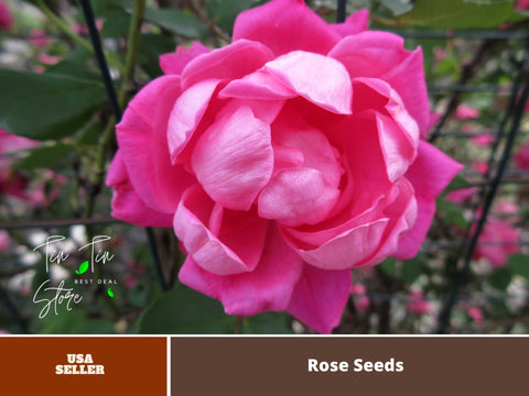 30 Rare Seeds|  Pretty Lady Rose seeds  #1407