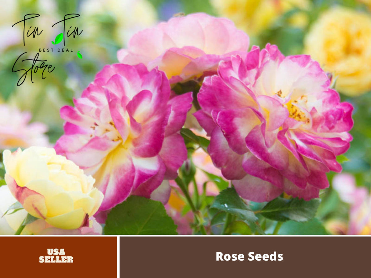 Life of the Party Shrub Rose Seeds, 30 seeds