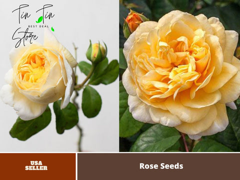 30 Rare Seeds| Moonlight Romantica  Hybrid Tea Rose Seeds#1009