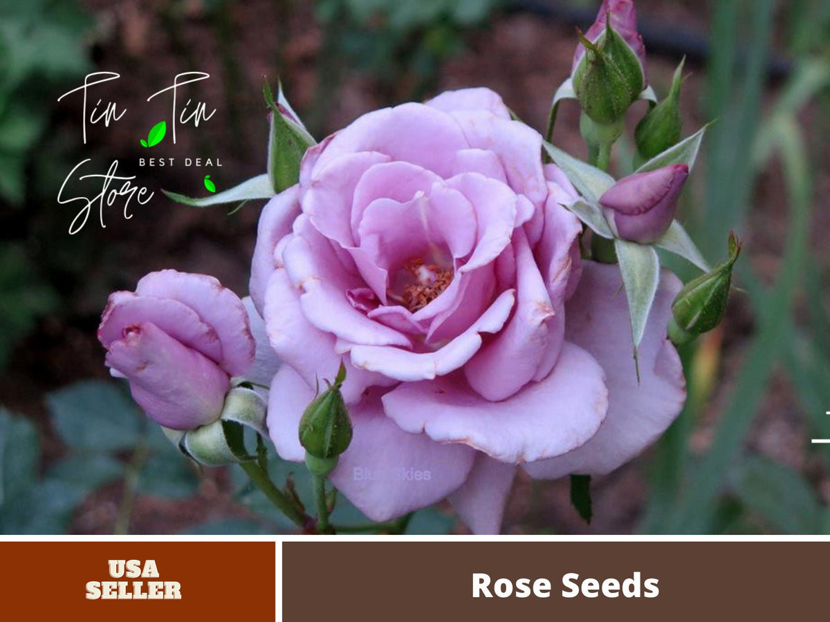 30 Rare Seeds| Rose 'Blue Sky' Lilac-Blue Fragrant Rose  #1139