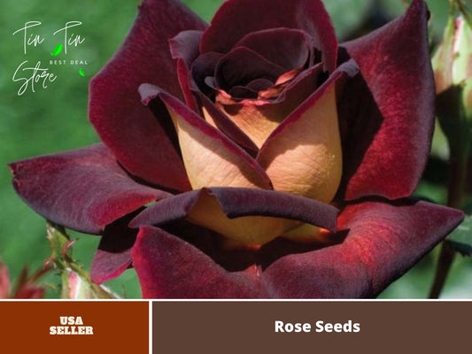 Rose ''Black Night '' Hybrid Tea Variety Rose Seeds, 30 seeds