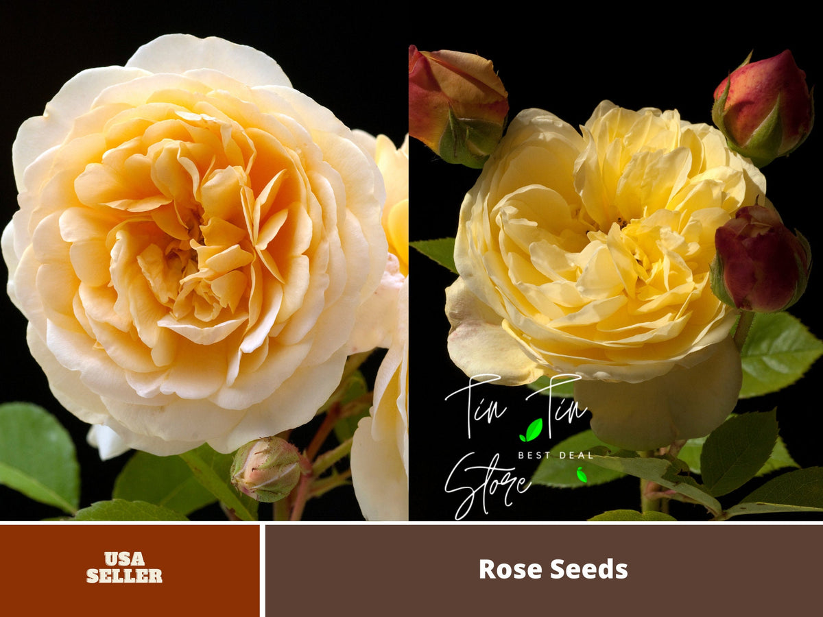 30 Rare Seeds| Teasing Georgia  David Austin Rose Seeds #1016