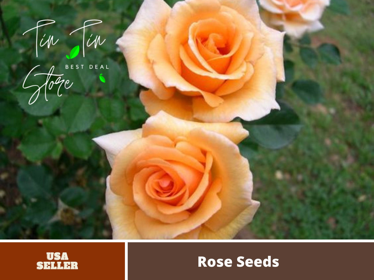 Winter Sunset Hardly Rose Seeds, 30 seeds