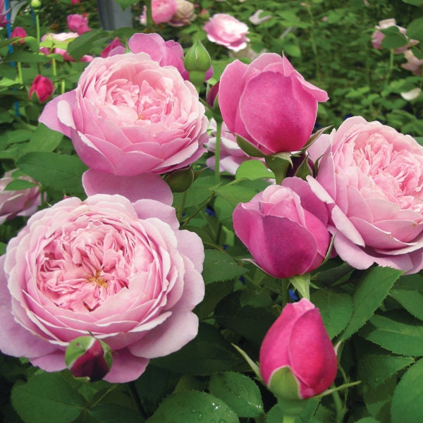Sister Emmanuelle Hybrid Tea Rose Seeds, 30 seeds