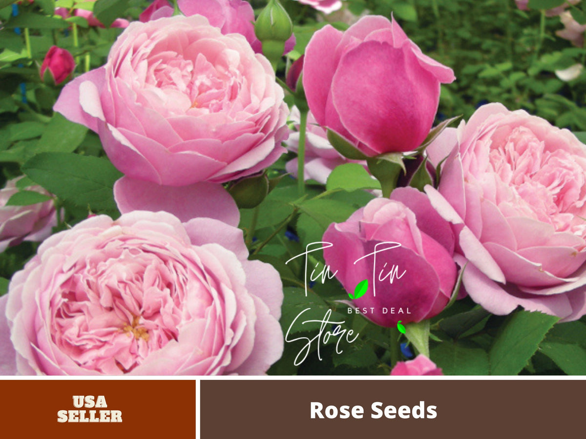 Sister Emmanuelle Hybrid Tea Rose Seeds, 30 seeds