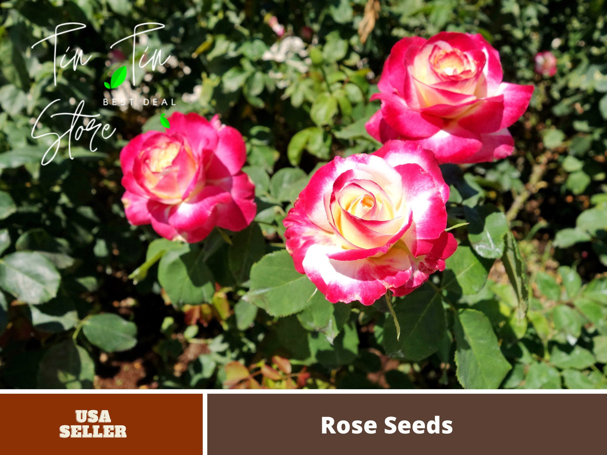 Hybrid Tea Seeds - Red, White, 30 seeds