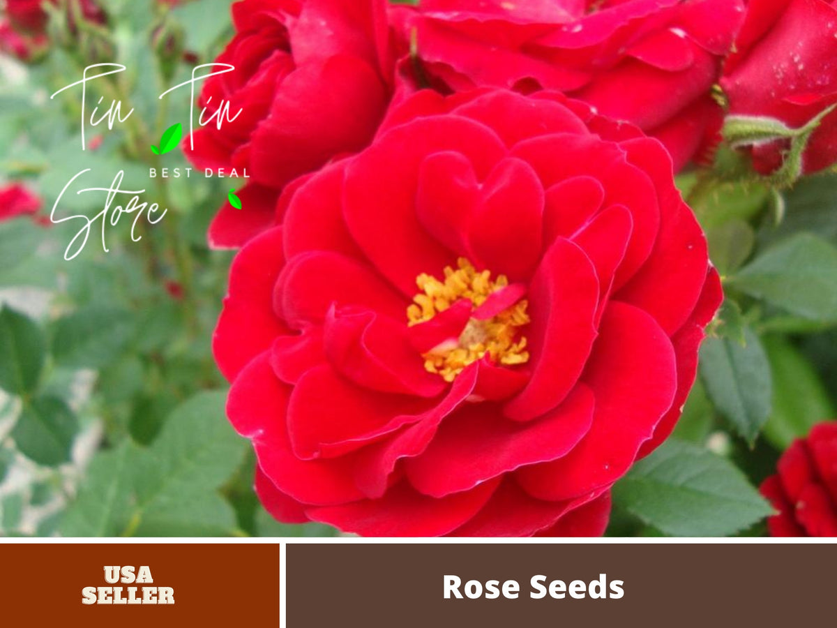 Paint the Town Rose Seeds, 30 seeds