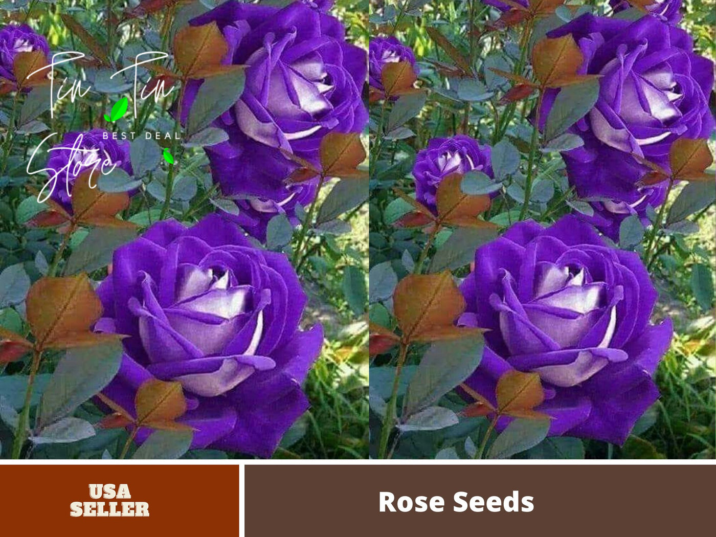 rare rose seeds Pemdasgarden 30 Perennial Blue Rose Plant Seeds