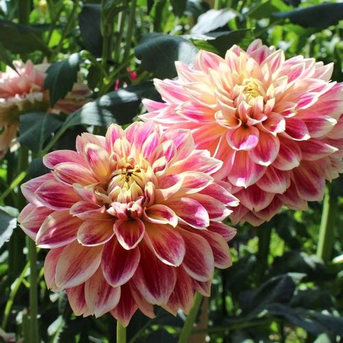 Temple of Beauty Dahlia Seeds - Heirloom, 40+ seeds