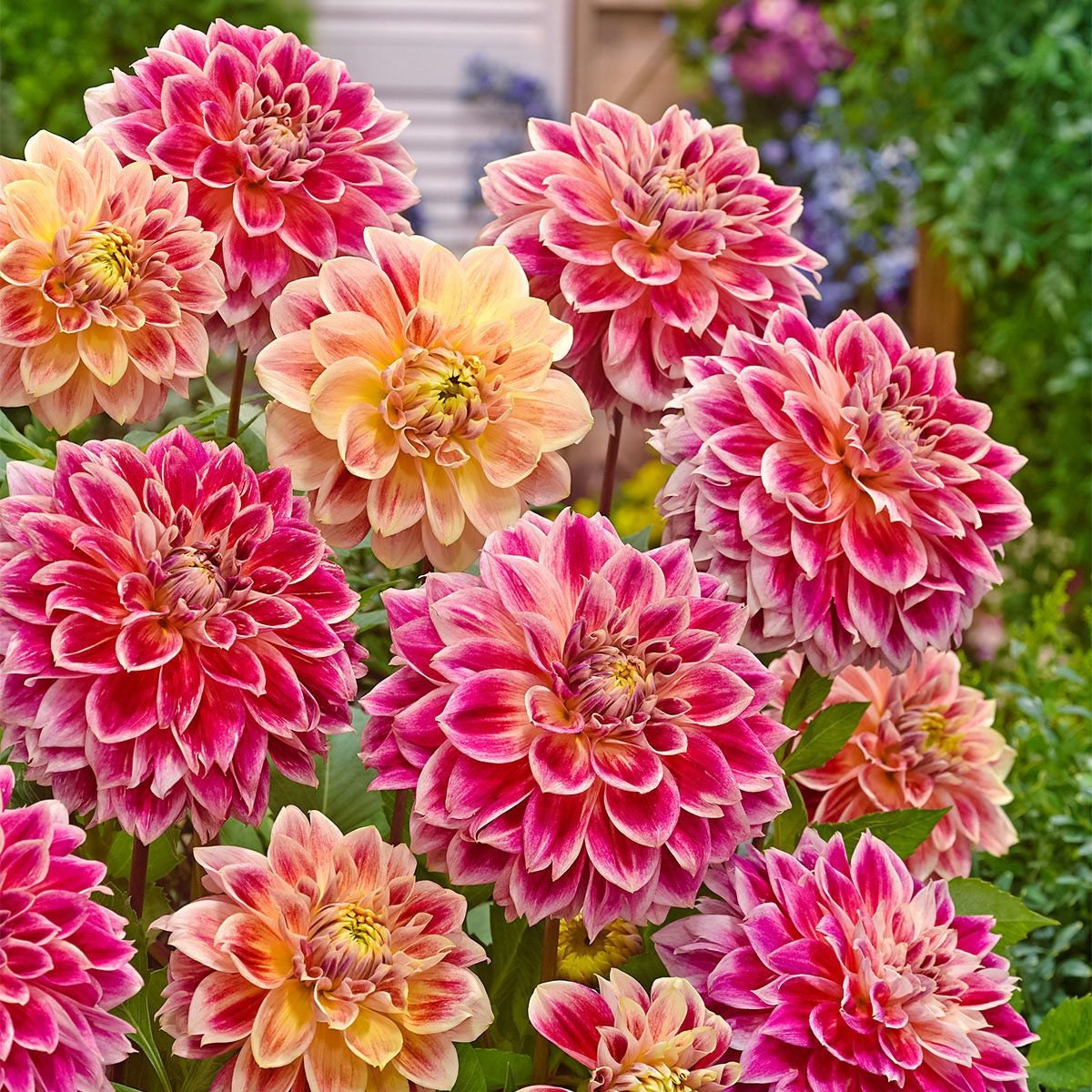 Temple of Beauty Dahlia Seeds - Heirloom, 40+ seeds