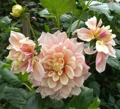 Dinnerplate Break Out Dahlia Perennial Seeds, 40+ seeds