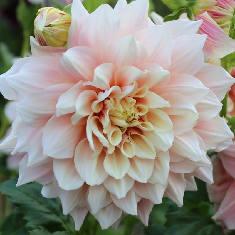 Dinnerplate Break Out Dahlia Perennial Seeds, 40+ seeds