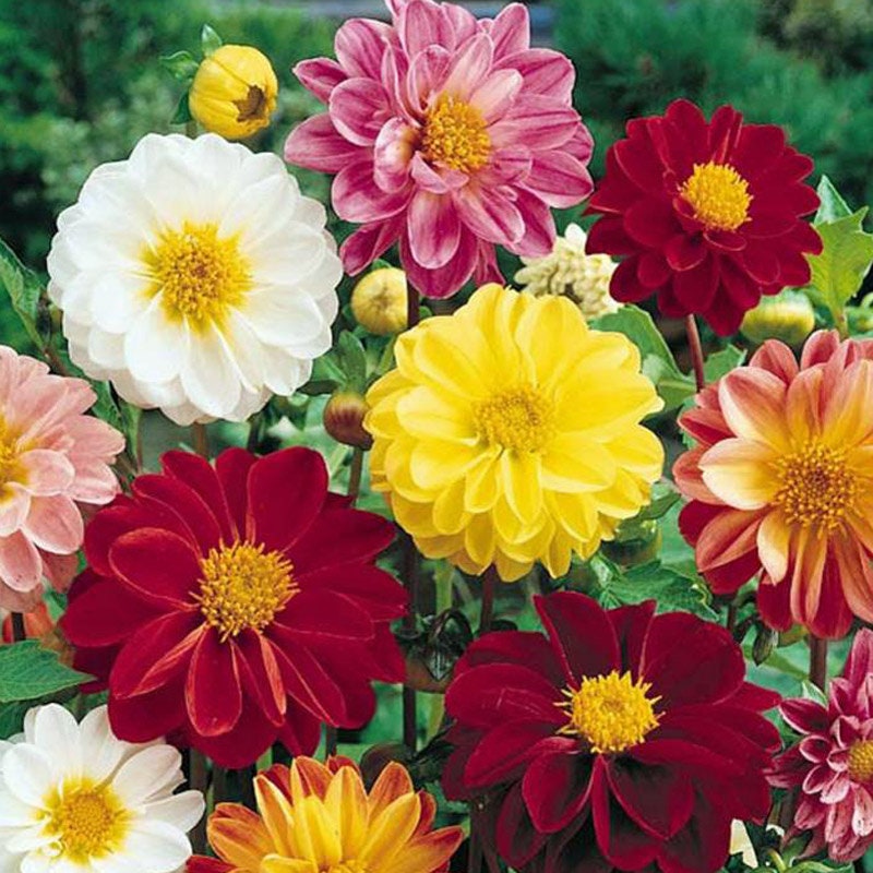 Unwins Bedding Mix Dahlia Seeds, 40+ seeds