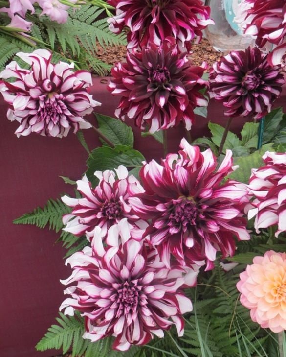 Tartan Dinnerplate Dahlia Seeds, 40+ seeds